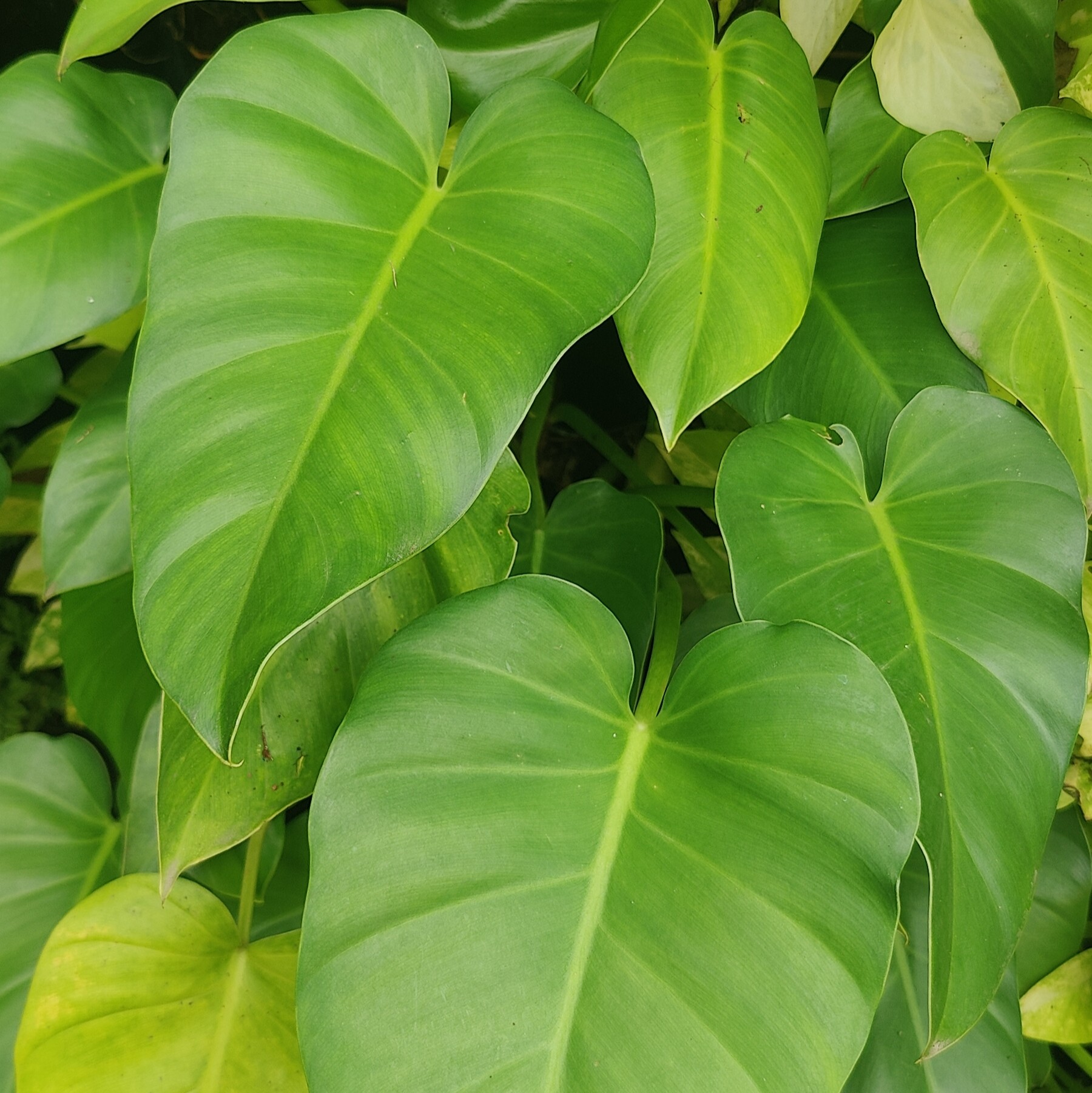 Philodendron Giganteum